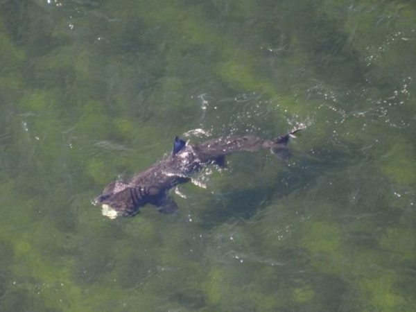 Basking Sharks Photographed In The Moray&nbsp;Firth