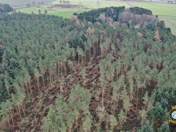 CAS Offer Woodland Surveys As Dudley And Eunice Wreak&nbsp;Havoc