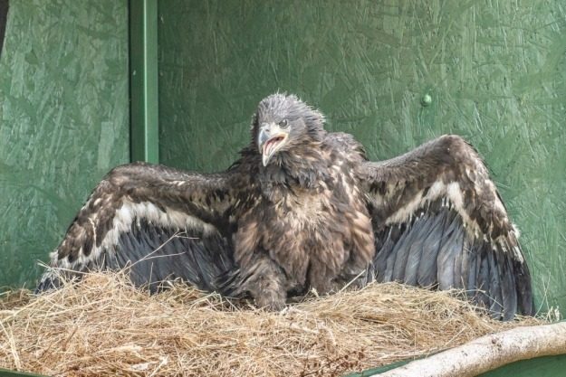 Sea Eagle Ready For Transport