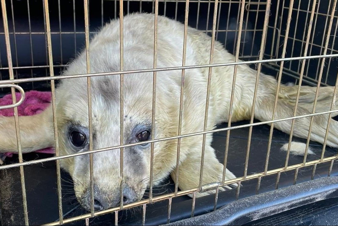 Seal Awaiting Repatriation