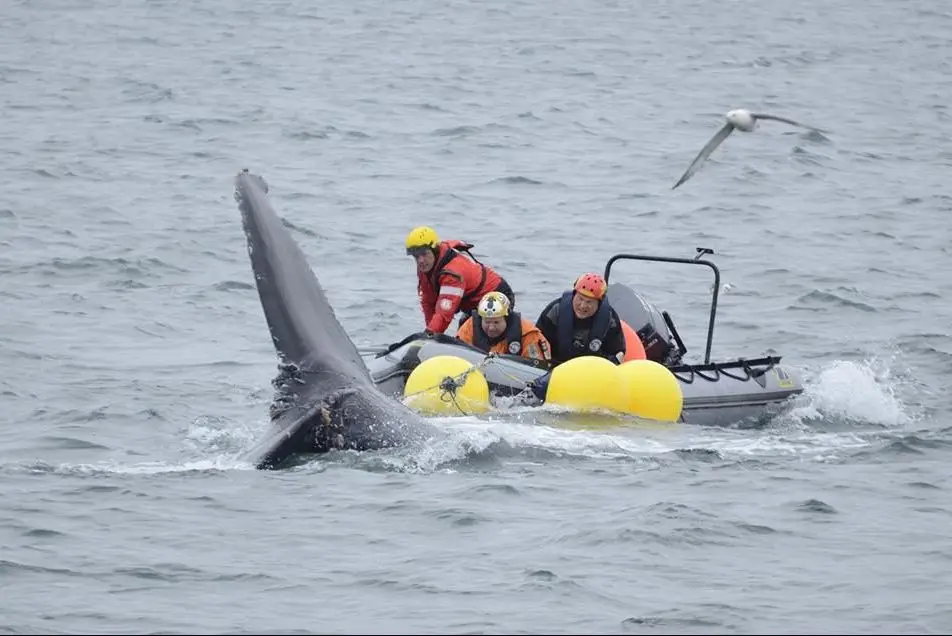 Untangling Whale from Nets