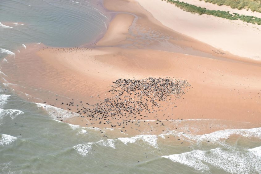 Aerial Survey