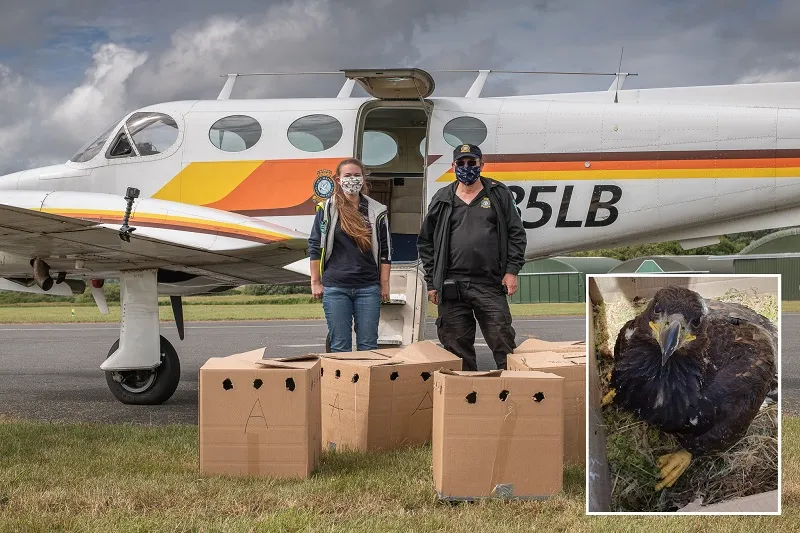 Conservationists praise Civil Air Support crew after first white-tailed eagle chick fledges in England for 240 years!