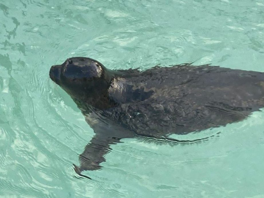 Arctic Ringed Seal