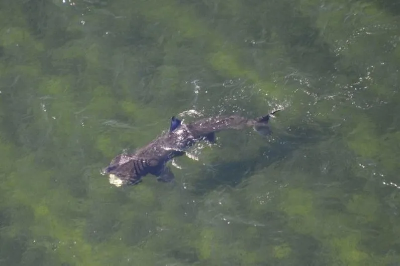 Basking Sharks Photographed In The Moray Firth