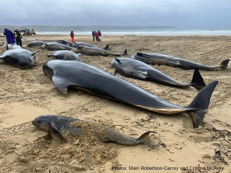 Civil Air Support Flight in Vain as Mass Stranding of Pilot Whales Reaches Tragic Conclusion